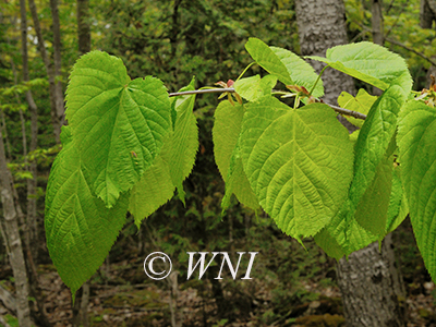 Basswood (Tilia americana)